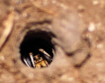 Allocosa oculata